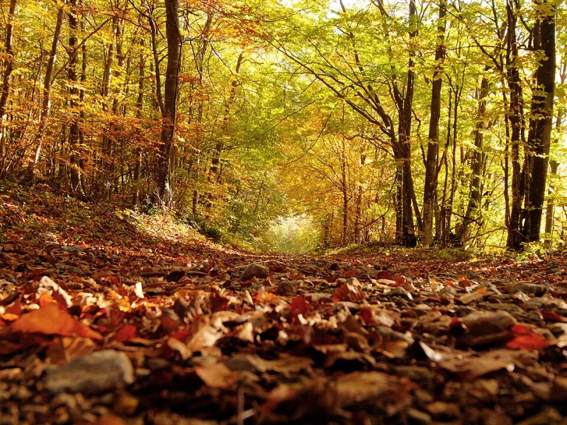 Grenoble en couleurs d'automne : cinq façons de savourer la saison comme un vrai Grenoblois